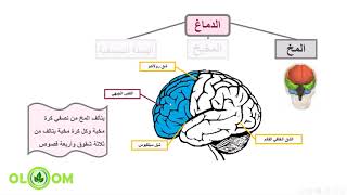 مكونات الدماغ