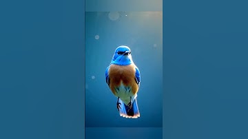 amazing colourful Bird shorts video 19#birds #shorts