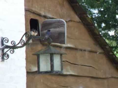 Summer Swallow Photo 6