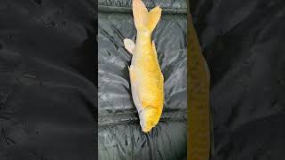 Mooie koi karper gevangen tijdens de paaitijd.#koi #karpervissen #fishing #carp #schubkarper #paai