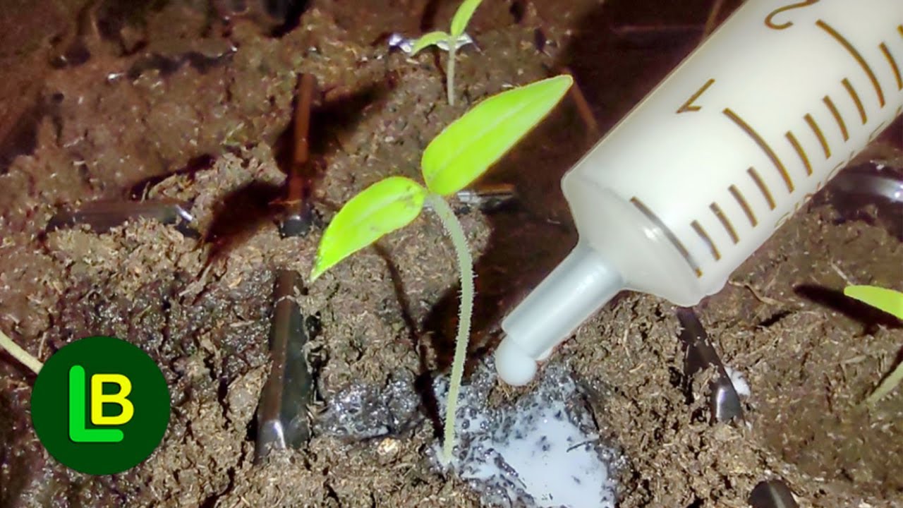 Рассада помидоров вырастет как сумасшедшая, если вы уколете их этим