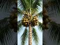 Coconut 🥥 tree 🌴 growing timelapse video || Time seed studio ||. #fruit #plants