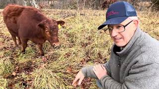 Greg goes over benefits of having a regenerative perennial grass pasture for your grazing operation.