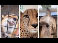 Funny Animal TIK TOK APRIL 2020 (PART 1) NEW Clean TikTok (Vertical)