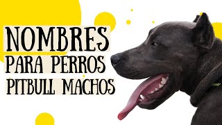 +55 NOMBRES PARA PERROS PITBULL (MACHOS) ♂ ¡NOMBRES RUDOS Y DIVERTIDOS!