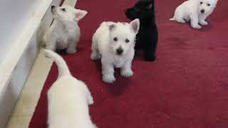 Westie Mix Puppies for Sale