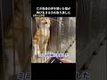 【音声テープ】亡き祖母の声を聞いた猫が再び生きる力を取り戻した #猫動画 #泣ける話