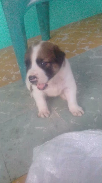 Suara Anak Anjing 'Bethoven'