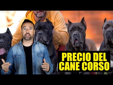 Video: ¿Cuánto cuesta un cane corso negro?