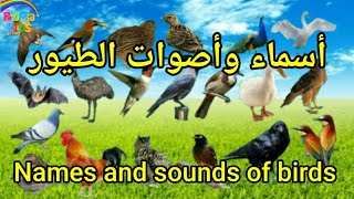 تعلم أسماء وأصوات الطيور للاطفال بسهولة - names and sounds of birds for kids