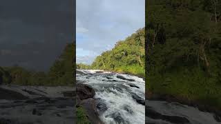 Flowing River Sounds and Bird Sounds 🌿 Relaxing Nature Sounds for Deep Sleep #shorts