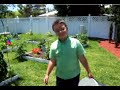 Kids in the Garden - Broccoli Harvest!