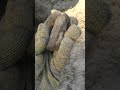 Нашли немецкого солдата  #видео #metaldetecting #відео
