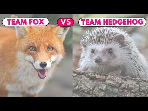 S12 EP22 Are You the Fox or the Hedgehog?  - Treat Your Business Podcast for UK clinic owners