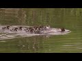 Goosander or merganser mergus merganser  with ducklings 3