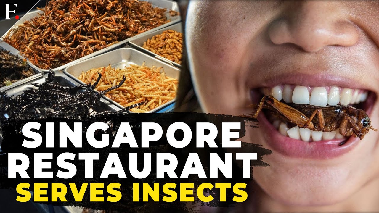 Singapore Restaurant Serves Crickets as Edible Insects get a nod - YouTube