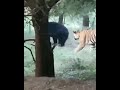 Ini yang terjadi,Ketika Harimau memangsa seekor beruang hitam...