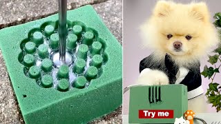 Satisfying and Relaxing Which one is the best? | Oddly Satisfying Video Compilation by Paw