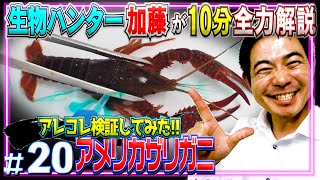 【ゆっくり解説】生物ハンター加藤英明≫ザリガニの呼吸アレコレを検証公開！【身近などうぶついきもの・MAX100種飼育・爬虫類】World animal channel,Japan