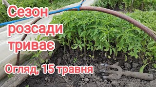 Розсада в тунелях помідорів, перцю, капусти. Висадила кабачки. 15 травня.