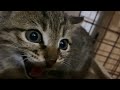 激おこ子猫を捕獲してしまいました