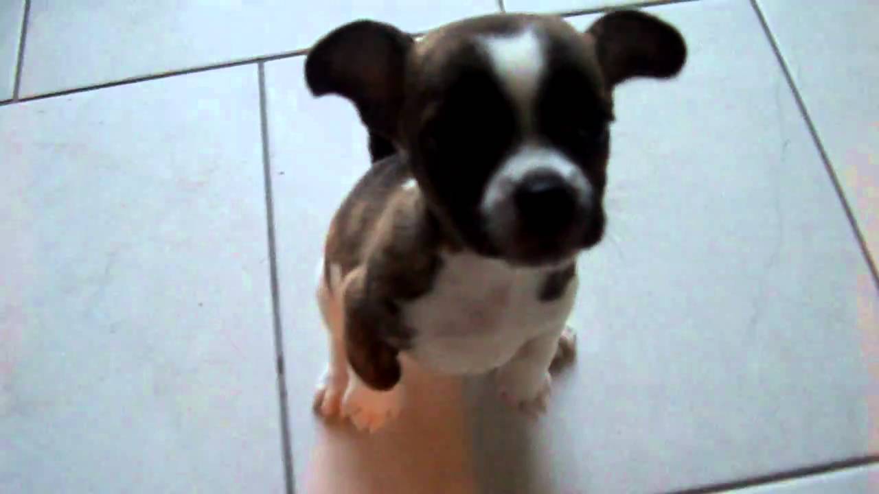 Wonderbaarlijk Macho franse bulldog / chihuahua - YouTube RR-64