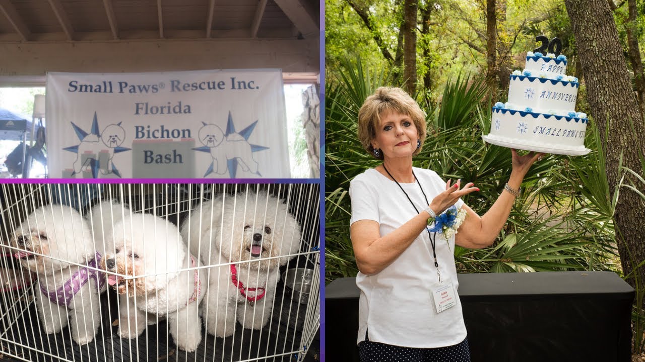 small-paws-rescue-bichon-bash-3-11-18-video-2-youtube