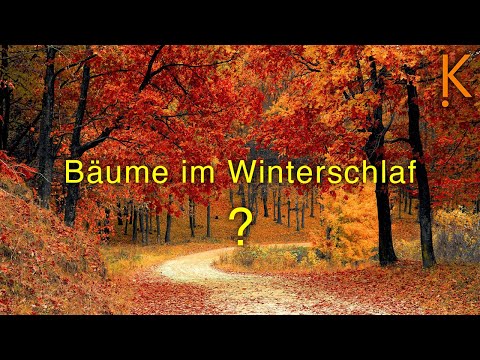 Video: Welche Bäume lassen ihre Blätter nicht fallen?