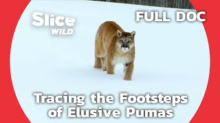 Looking For Locally Extinct Pumas in France | SLICE WILD | FULL DOCUMENTARY screenshot 4