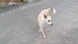 Indie playing with dodo homeboarding for pets #youtube #public #india #indie