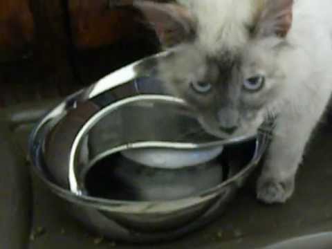 How To Get My Cat To Drink From Water Fountain How To Get My Cat To Drink From Water Fountain