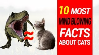 10 Most Mind Blowing Fact About Cats by Animal Studio 322 views 6 years ago 5 minutes, 5 seconds
