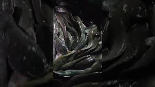 Amazing Cutting Skills | Hybrid Magur (3) Fish Cutting By Expert Fish Cutter #bangladesh