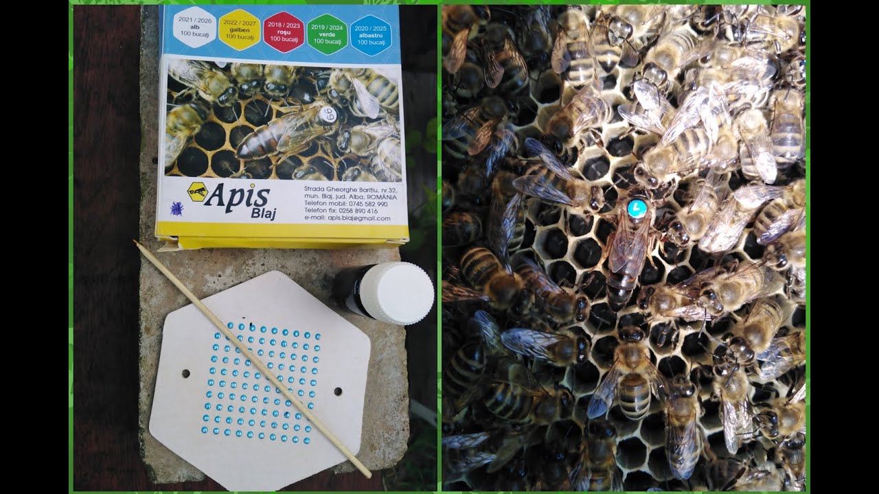 MARCARE REGINE CU PLACUTE OPALITH 2020