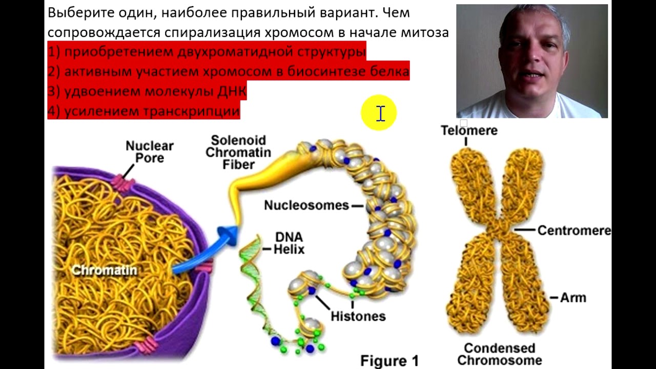 Образование двухроматидных хромосом спирализация хромосом. Спирализация хромосом. Стадии спирализации хромосом. Уровни спирализации хромосом. Деспирализация хромосом происходит в.