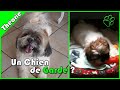 Tout savoir sur le lhassa apso