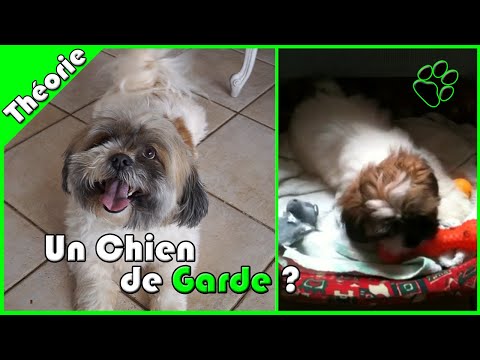 TOUT SAVOIR SUR LE LHASSA APSO