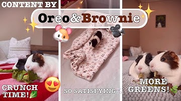 ASMR Guinea Pigs 🥬 Crunchy Lettuce & Satisfying Clean ✨ | By Oreo&Brownie