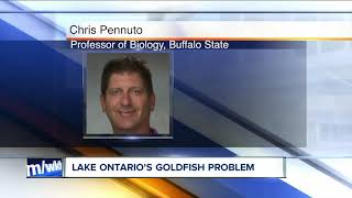 Goldfish invading Lake Ontario?