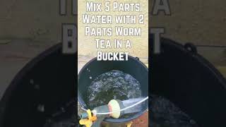 Top 5 Ways To Use Tea In Your