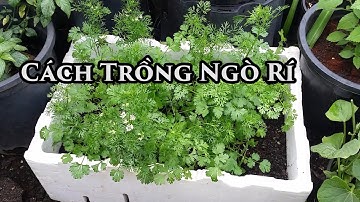 Cách Gieo Hạt / Trồng Ngò Rí / Rau Mùi - Toan Trinh