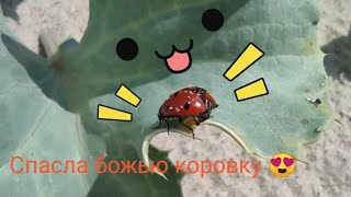 Поступок, который совершит не каждый! | Спасение Божьей коровки из воды (полная история в описании)