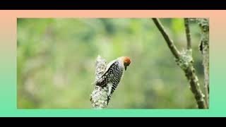 beautiful birds sounds and music| chirping birds | awesome sounds