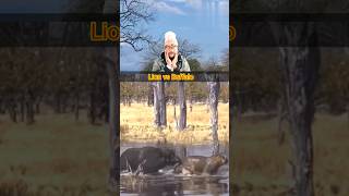 Lion vs Buffalo shorts shortsfeed reaction animals buffalo lion wildanimals youtube shots