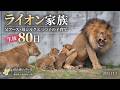 ライオンの父アース・母シルクの子育て｜生後80日の三つ子たち のんほいパーク【生音/BGM控えめ】