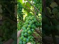 Виноград Юкка на  30.07.2025г.
