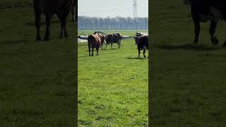 shorts Cows enjoying there first steps on the grass this year koeien cow farming boerderij