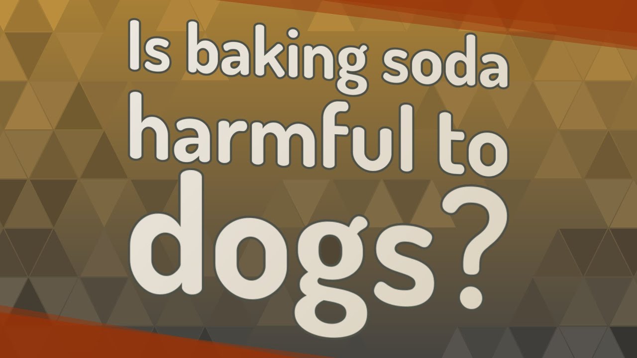 Is Baking Soda Harmful To Dogs?