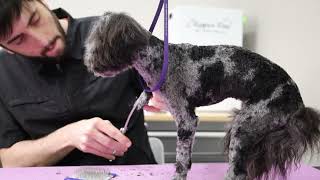 “Toy Bernedoodle” Matted Mess by Jack Armour 150 views 1 year ago 5 minutes, 19 seconds