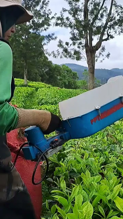 PANEN PUCUK TEH DENGAN MESIN PETIK ELEKTRIK #shorts